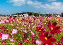 道の駅しんよしとみ横　大ノ瀬官衙遺跡花公園　満開のコスモス