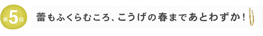 蕾もふくらむころ、こうげの春まであとわずか！